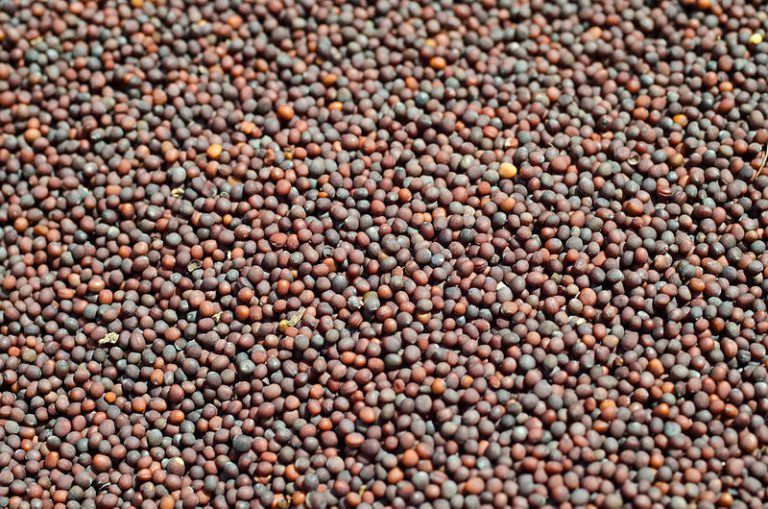 Black_mustard_seeds