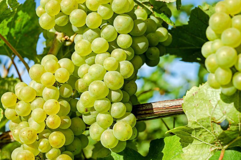 grapes, fruit, wine growing-2659832.jpg